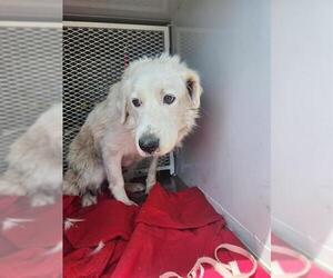 Great Pyrenees Dogs for adoption in Bakersfield, CA, USA