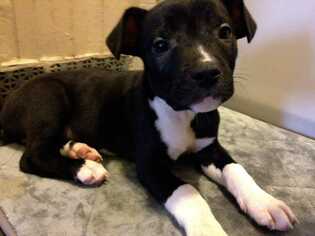 Labrador Retriever-Unknown Mix Dogs for adoption in Bronx, NY, USA
