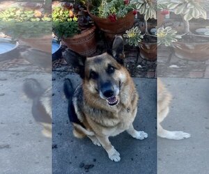 German Shepherd Dog Dogs for adoption in San Jose, CA, USA