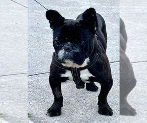 French Bulldog Dogs for adoption in Brights Grove, Ontario, Canada