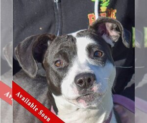 American Staffordshire Terrier-Unknown Mix Dogs for adoption in Huntley, IL, USA