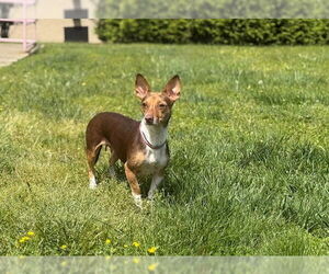 Chihuahua-Feist Terrier Mix Dogs for adoption in Raleigh, NC, USA