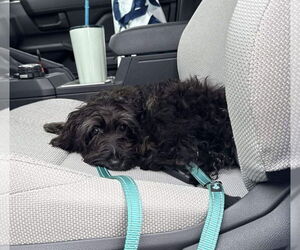 Bernese Mountain Dog-Unknown Mix Dogs for adoption in Valrico, FL, USA