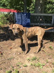 Catahoula Leopard Dog-Mountain Cur Mix Dogs for adoption in Bostic, NC, USA