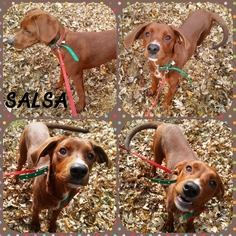 Redbone Coonhound Dogs for adoption in Lawton, OK, USA