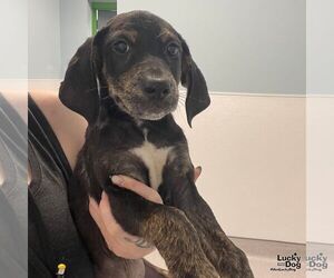 Labrador Retriever-Unknown Mix Dogs for adoption in Washington, DC, USA