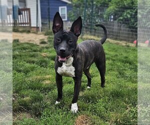 American Pit Bull Terrier-Miniature Bull Terrier Mix Dogs for adoption in Silver Spring, MD, USA