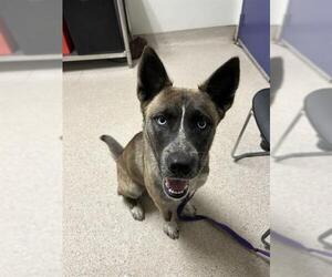 Siberian Husky-Unknown Mix Dogs for adoption in Bakersfield, CA, USA