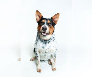 Mutt Dogs for adoption in Queen Creek, AZ, USA