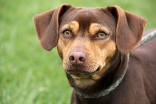 Dachshund-Unknown Mix Dogs for adoption in Mount Carmel, IL, USA