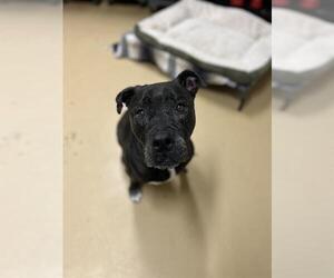 American Pit Bull Terrier Dogs for adoption in Chula Vista, CA, USA