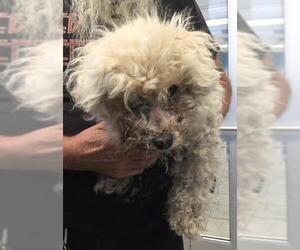 Poodle (Miniature) Dogs for adoption in San Antonio, TX, USA