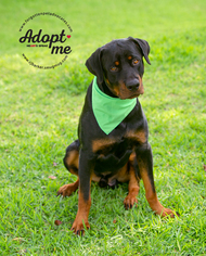 Rottweiler Dogs for adoption in Pearland, TX, USA