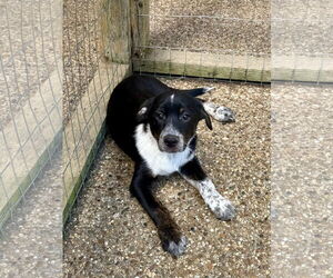 Border Collie-Unknown Mix Dogs for adoption in Texarkana, TX, USA