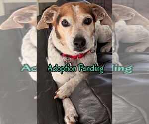 Beagle-Unknown Mix Dogs for adoption in Dunnellon, FL, USA
