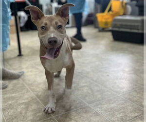Labrador Retriever-Unknown Mix Dogs for adoption in Raleigh, NC, USA