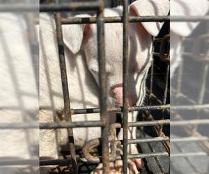 Labrador Retriever-Unknown Mix Dogs for adoption in Houston, TX, USA