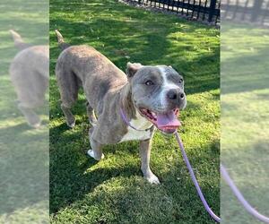 American Pit Bull Terrier Dogs for adoption in Redlands, CA, USA