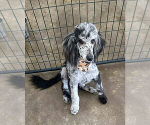 Poodle (Standard)-Unknown Mix Dogs for adoption in Grafton, WI, USA