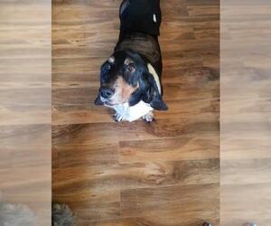 Basset Hound Dogs for adoption in Fenton, MO, USA