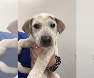 Labrador Retriever-Unknown Mix Dogs for adoption in Corpus Christi, TX, USA