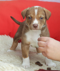 Medium Photo #1 Border-Aussie Puppy For Sale in Redding, CA, USA