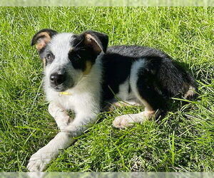 Border-Aussie Dogs for adoption in Genesee, WI, USA
