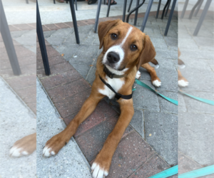 Labrador Retriever-Unknown Mix Dogs for adoption in Holly Springs, NC, USA