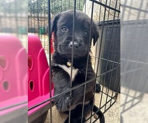 Medium Photo #1 Labrador Retriever Puppy For Sale in Brewster, NY, USA