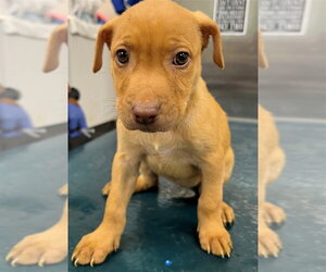 Unknown-Vizsla Mix Dogs for adoption in Mobile, AL, USA