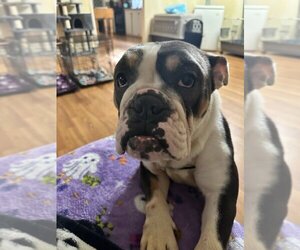 Bulldog Dogs for adoption in Mount Pleasant, SC, USA