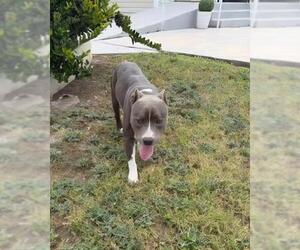 American Staffordshire Terrier-Unknown Mix Dogs for adoption in San Antonio, TX, USA