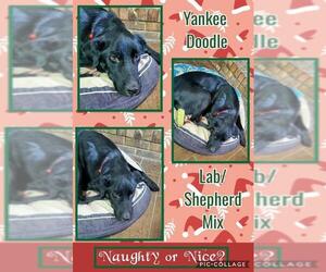 Labrador Retriever-Unknown Mix Dogs for adoption in Franklinton, LA, USA