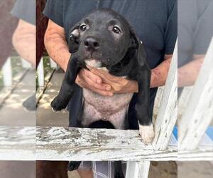 American Staffordshire Terrier-Unknown Mix Dogs for adoption in San Antonio, TX, USA