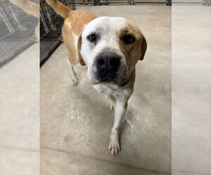 American Staffordshire Terrier-Labrador Retriever Mix Dogs for adoption in MIDWAY, UT, USA