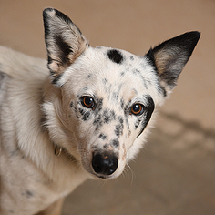 Medium Photo #1 Border Collie Puppy For Sale in Kanab, UT, USA