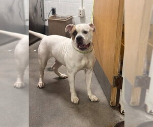 Bulldog-Unknown Mix Dogs for adoption in Forestville, MD, USA