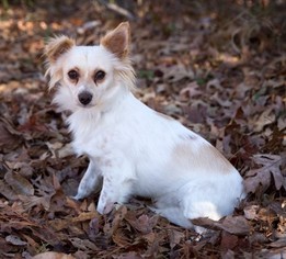 Chiweenie Dogs for adoption in Meridian, MS, USA