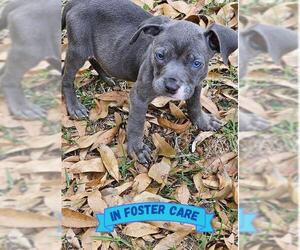 American Staffordshire Terrier-Unknown Mix Dogs for adoption in Tallahassee, FL, USA