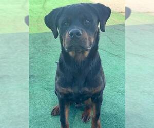 Rottweiler Dogs for adoption in Redlands, CA, USA