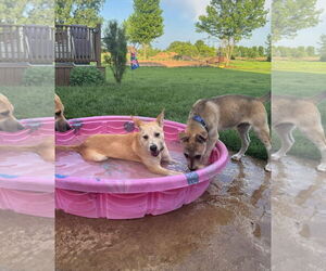 Mutt Dogs for adoption in New London, WI, USA