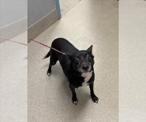 Dachshund-Unknown Mix Dogs for adoption in Las Vegas, NV, USA