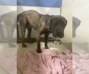 Mastiff Dogs for adoption in Bakersfield, CA, USA