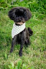Medium Photo #1 Poodle (Miniature)-Unknown Mix Puppy For Sale in Dallas, TX, USA
