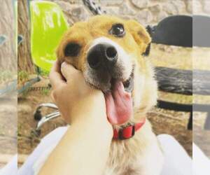 Pembroke Welsh Corgi-Unknown Mix Dogs for adoption in Canutillo, TX, USA