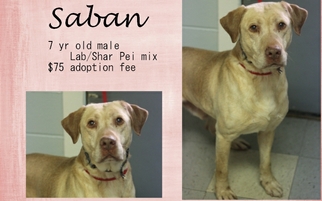 Chinese Shar-Pei-Labrador Retriever Mix Dogs for adoption in Jefferson City, TN, USA