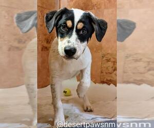 Labrador Retriever-Unknown Mix Dogs for adoption in Pena Blanca, NM, USA