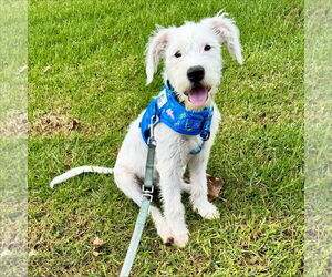 Mutt Dogs for adoption in Newport Beach, CA, USA