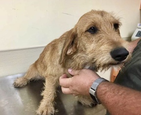 Dachshund Dogs for adoption in Tampa, FL, USA