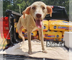 Labrador Retriever-Unknown Mix Dogs for adoption in Corinth, MS, USA